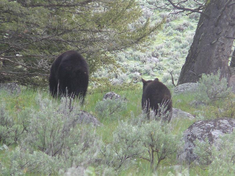 Black bears - Momma and cub leaving.jpg - Momma black bear and one of her cubs.